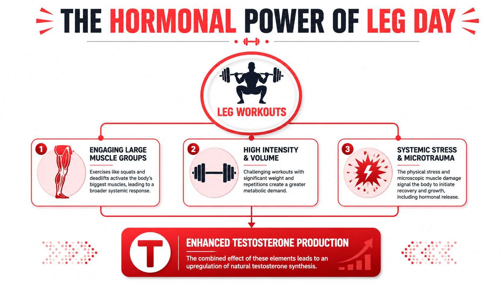 A diagram explaining how leg workouts trigger hormonal responses to enhance natural testosterone production in the body.