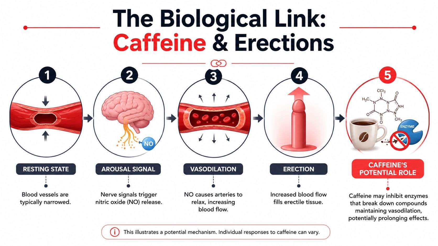 A diagram illustrating the biological mechanism of how caffeine potentially influences the process of achieving an erection.