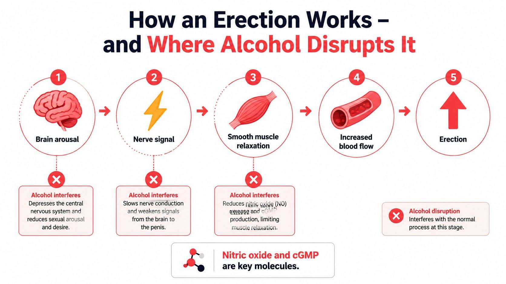 A diagram illustrating the five stages of an erection and how alcohol disrupts each physiological process.