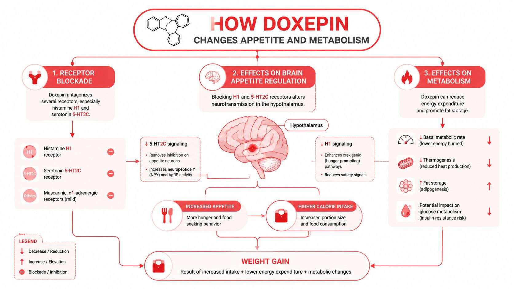 A diagram explaining how Doxepin affects appetite, metabolism, and leads to weight gain in the body.