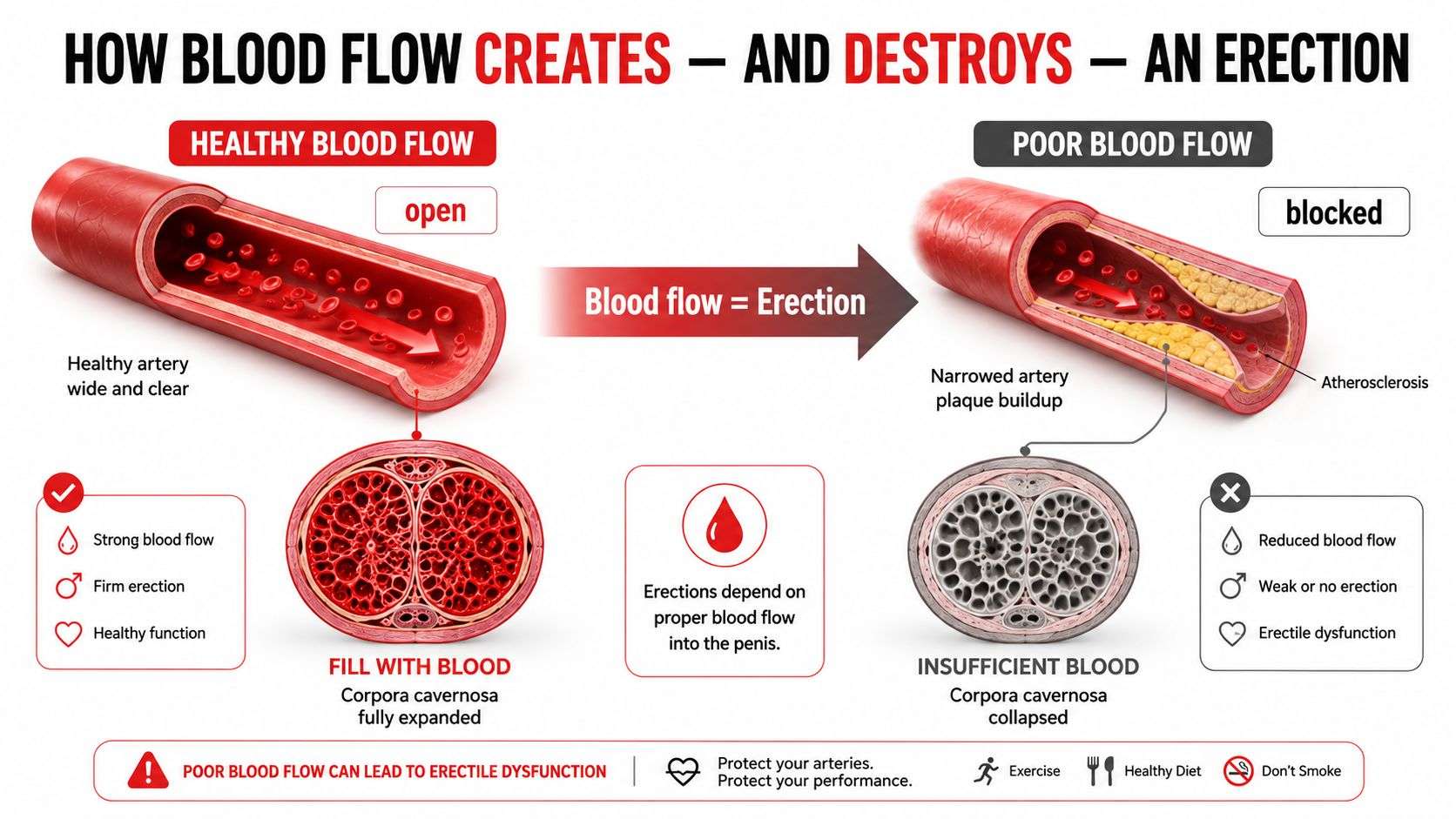 A medical illustration showing healthy vs blocked arteries and how blood flow affects erectile function.